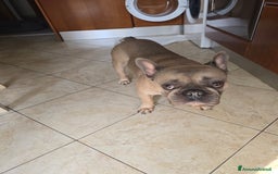 Bulldog Francese cani per accoppiamento: Bulldog francese - Immagine 4