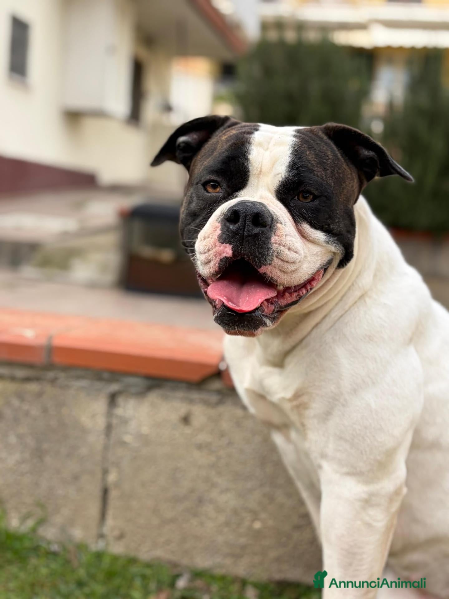 Bulldog cani American Bulldog - Annuncio 12