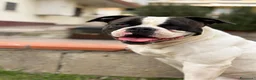 Bulldog cani in vendita: American Bulldog - Annuncio 1