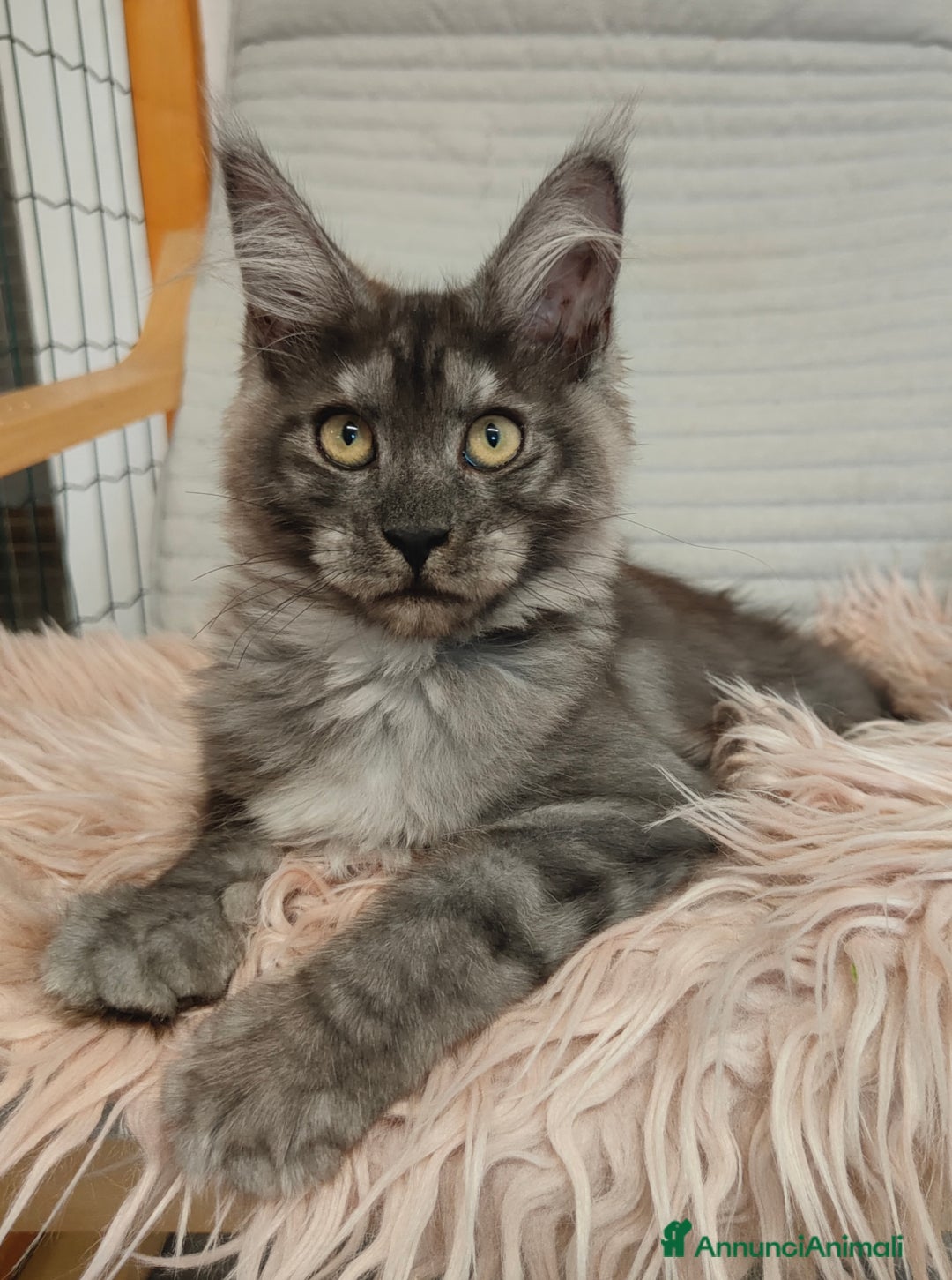 Maine Coon gatti in vendita: NYMERIA a Città Metropolitana di Venezia - Immagine 4