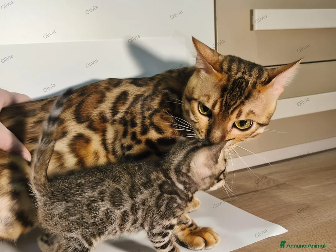 Bengala gatti in vendita: Gattini Bengala con Pedigree  - Annuncio 12