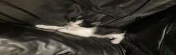 Meticcio gatti in regalo: GATTINI  a Città metropolitana di Milano - Annuncio 6