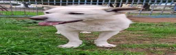 Meticcio cani in regalo: SHERLOCK 💙 nato per correre e giocare a Provincia di Vicenza - Annuncio 3