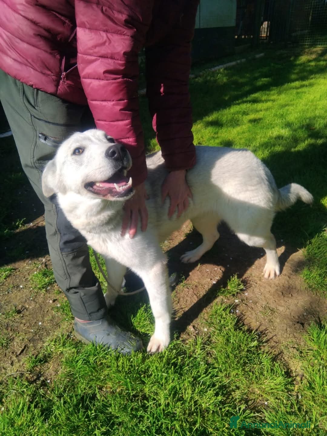 Meticcio cani Gemma 2 anni a Provincia di Viterbo - Annuncio 2