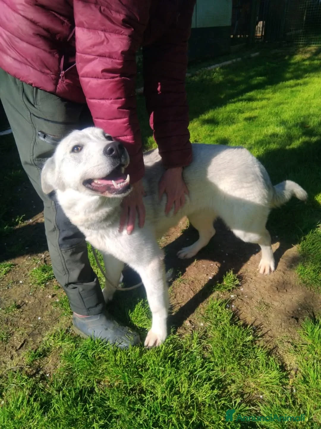 Meticcio cani in regalo: Gemma 2 anni a Provincia di Viterbo - Annuncio 2