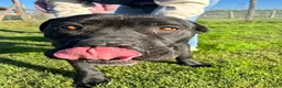 Pitbull cani in regalo: George, latin lover - Annuncio 9