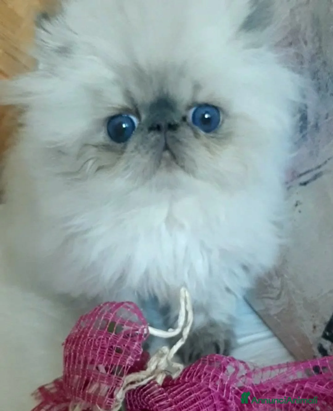 Persiano gatti in vendita: Disponibile cucciolo blue point persiano - Annuncio 3