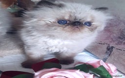 Persiano gatti in vendita: Cucciolo persiano a Città Metropolitana di Torino - Immagine 2