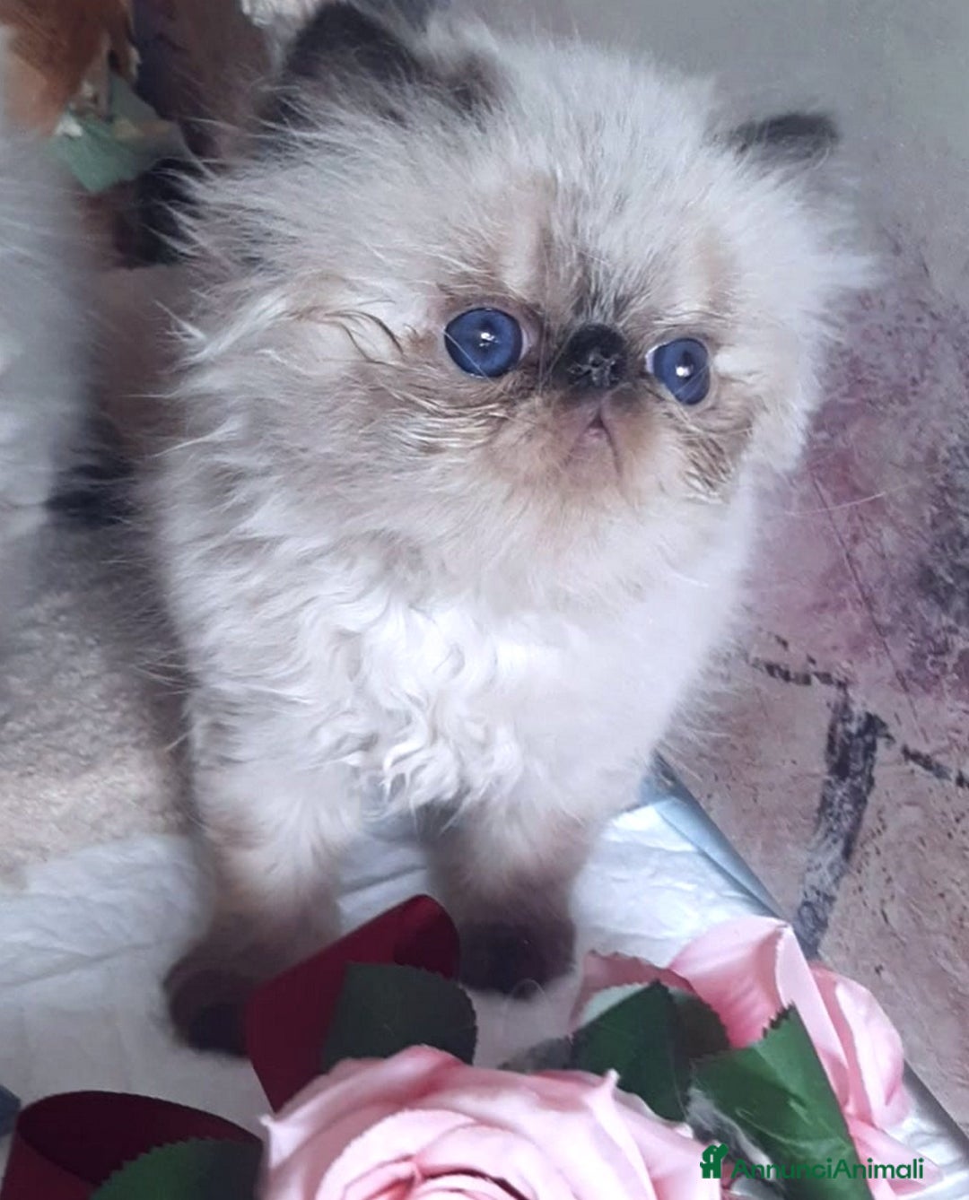Persiano gatti in vendita: Cucciolo persiano a Città Metropolitana di Torino - Immagine 2