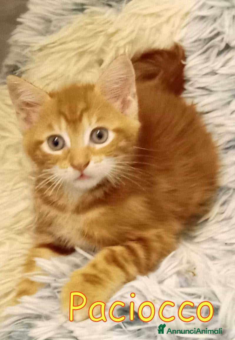 Europeo gatti MISSY &  PACIOCCO GATTINI PELO SEMILUNGO - Annuncio 14