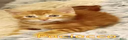 Europeo gatti in regalo: MISSY &  PACIOCCO GATTINI PELO SEMILUNGO - Annuncio 1