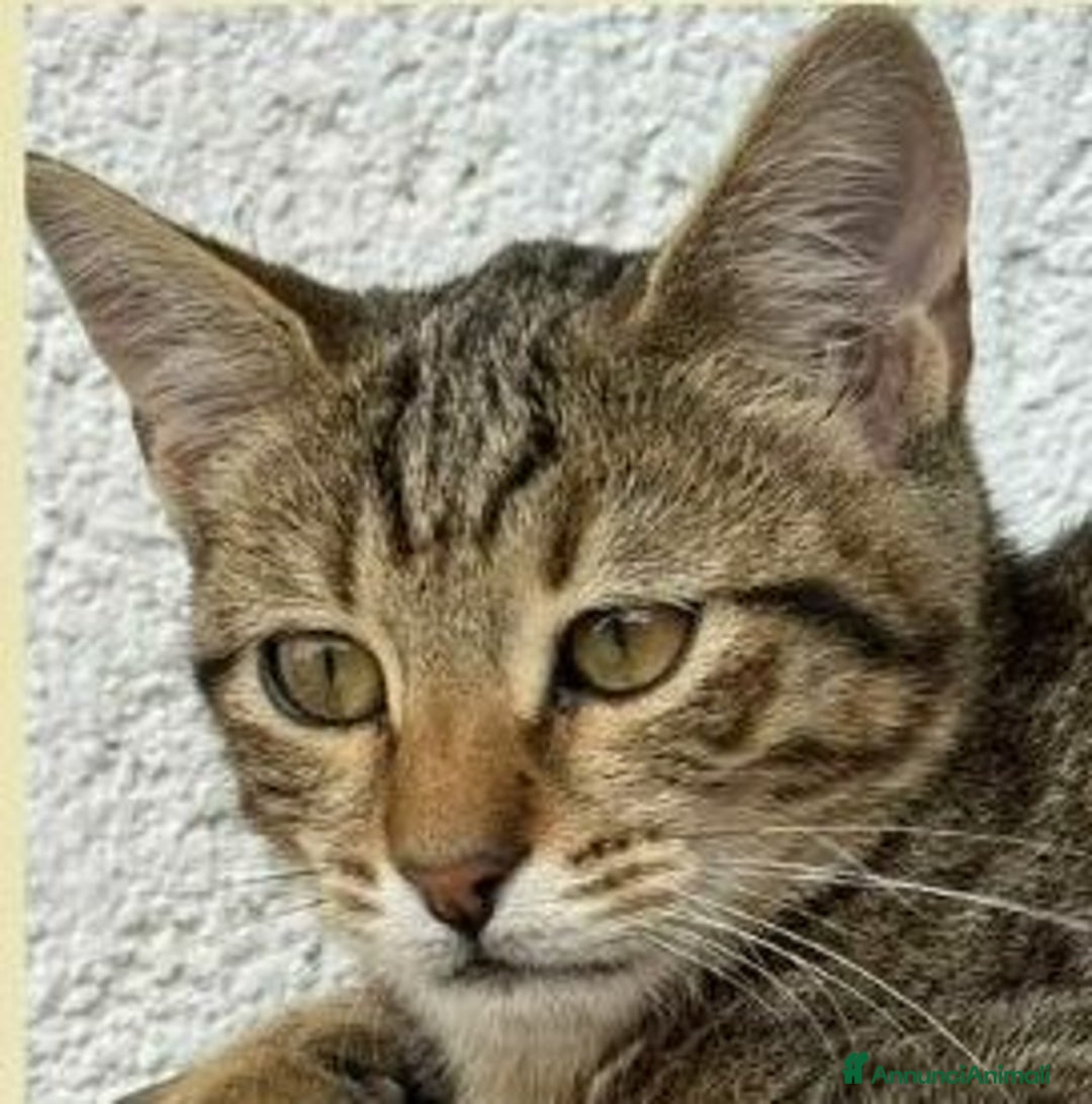 Europeo gatti in regalo: Tenero micino in adozione , JIMMY! - Annuncio 5