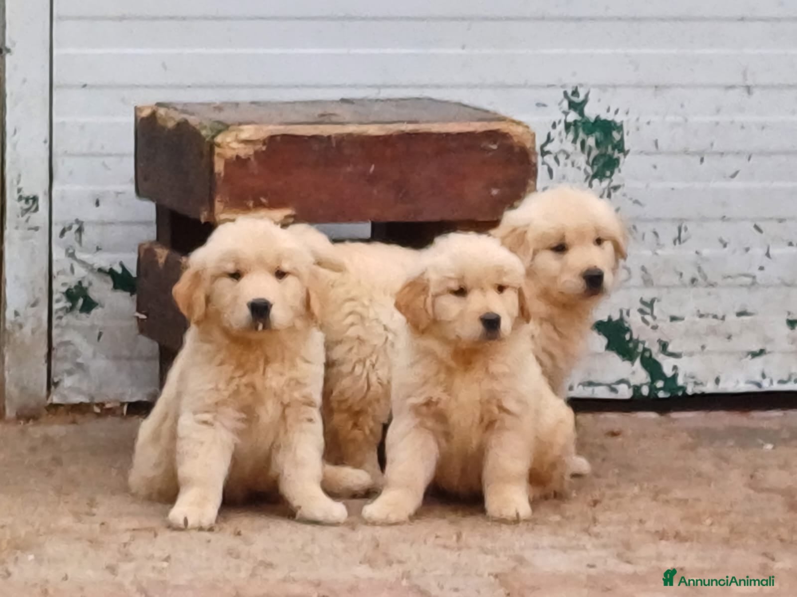 Golden Retriever cani Ultimo Golden Retriever Maschio Disponibile Subito - Annuncio 1