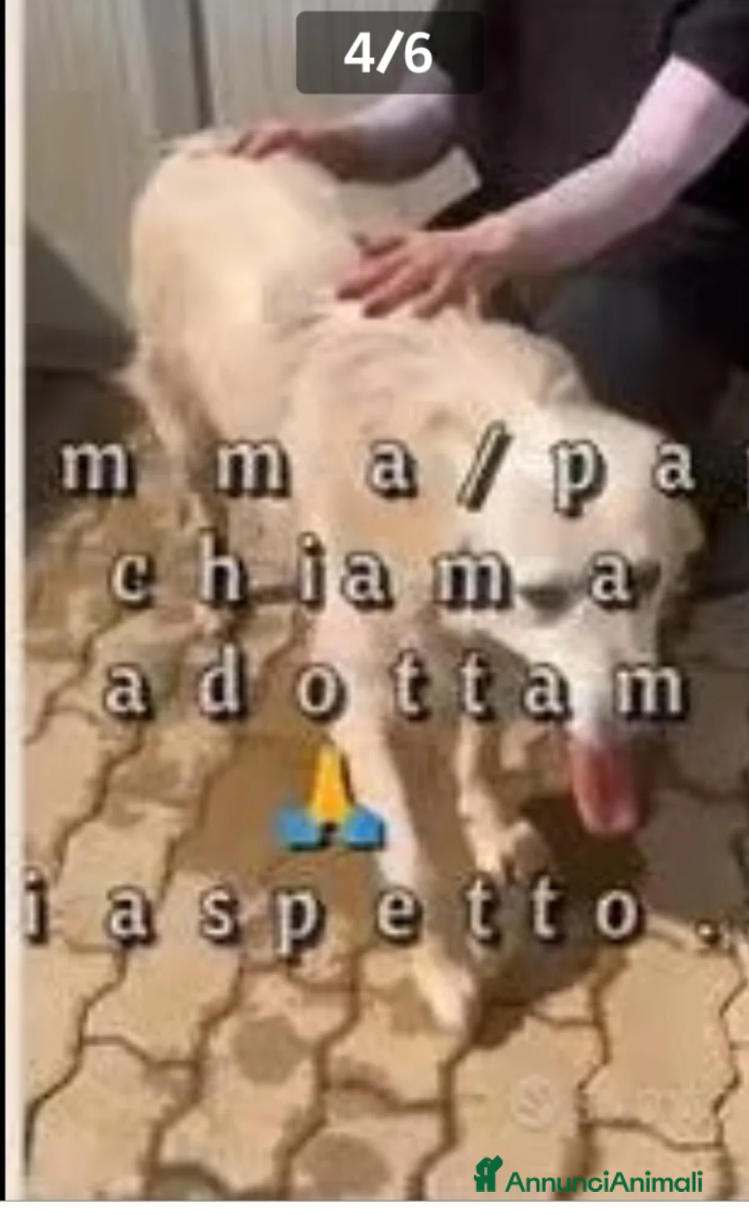 Meticcio cani in regalo: Mix Golden 6anni nessuno l ha mai voluto.CALABRIA  a Città metropolitana di Milano - Annuncio 4