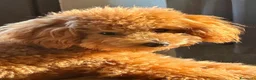Barboncino cani in vendita: Barboncini stupendi 🧸🥰😍 - Annuncio 11