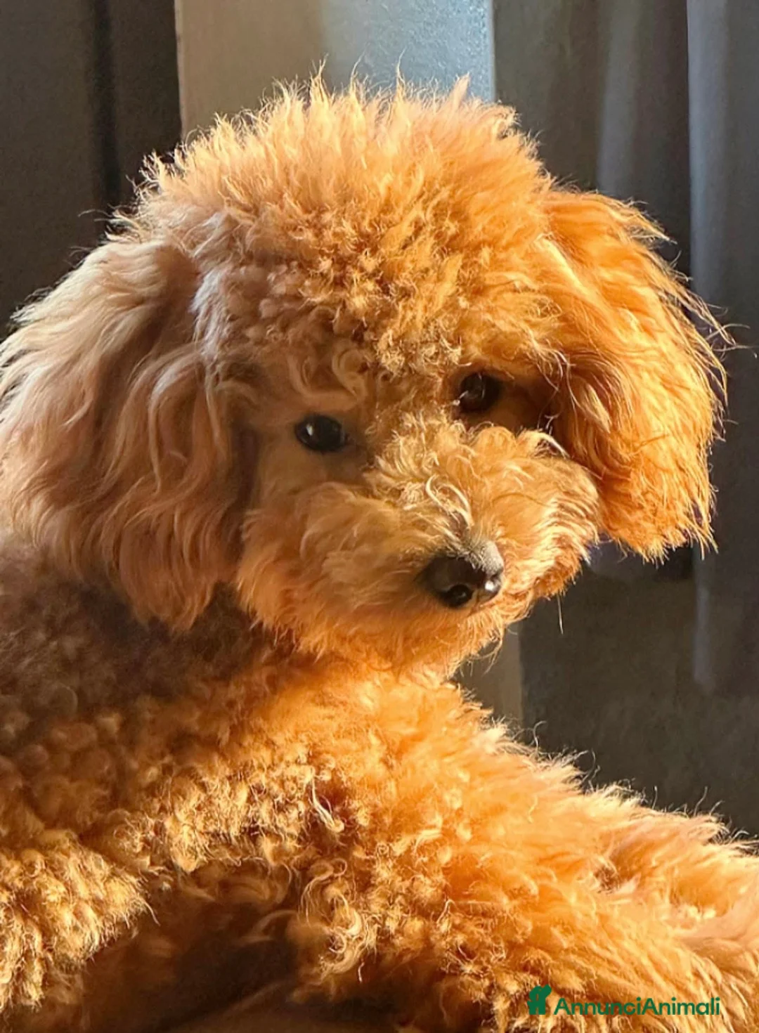 Barboncino cani in vendita: Barboncini stupendi 🧸🥰😍 - Annuncio 11
