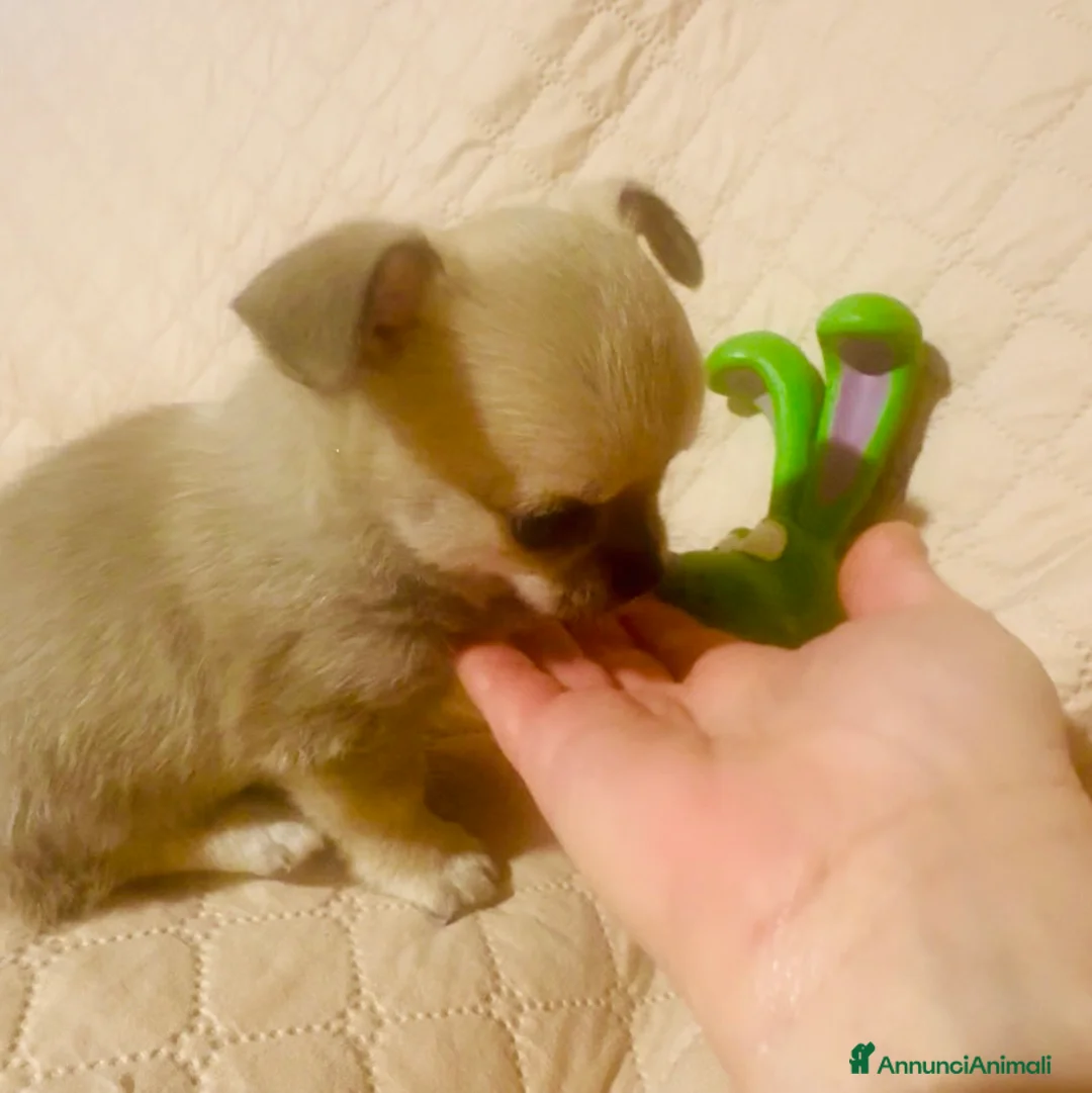 Chihuahua cani in vendita: Cucciola di chihuahua pelo corto pedigree ENCI  - Annuncio 3