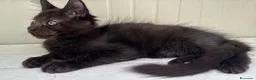 Maine Coon gatti in vendita: Maschietto nero di maine coon (Black Velvet) - Annuncio 20