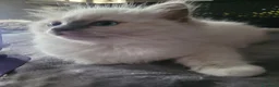 Ragdoll gatti in vendita: Ragdoll cucciola - Annuncio 6