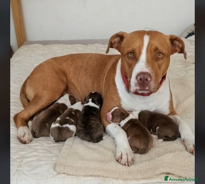 Pitbull cani Pitbull Red nose  - Annuncio 12