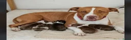 Pitbull cani in vendita: Pitbull Red nose  - Annuncio 1