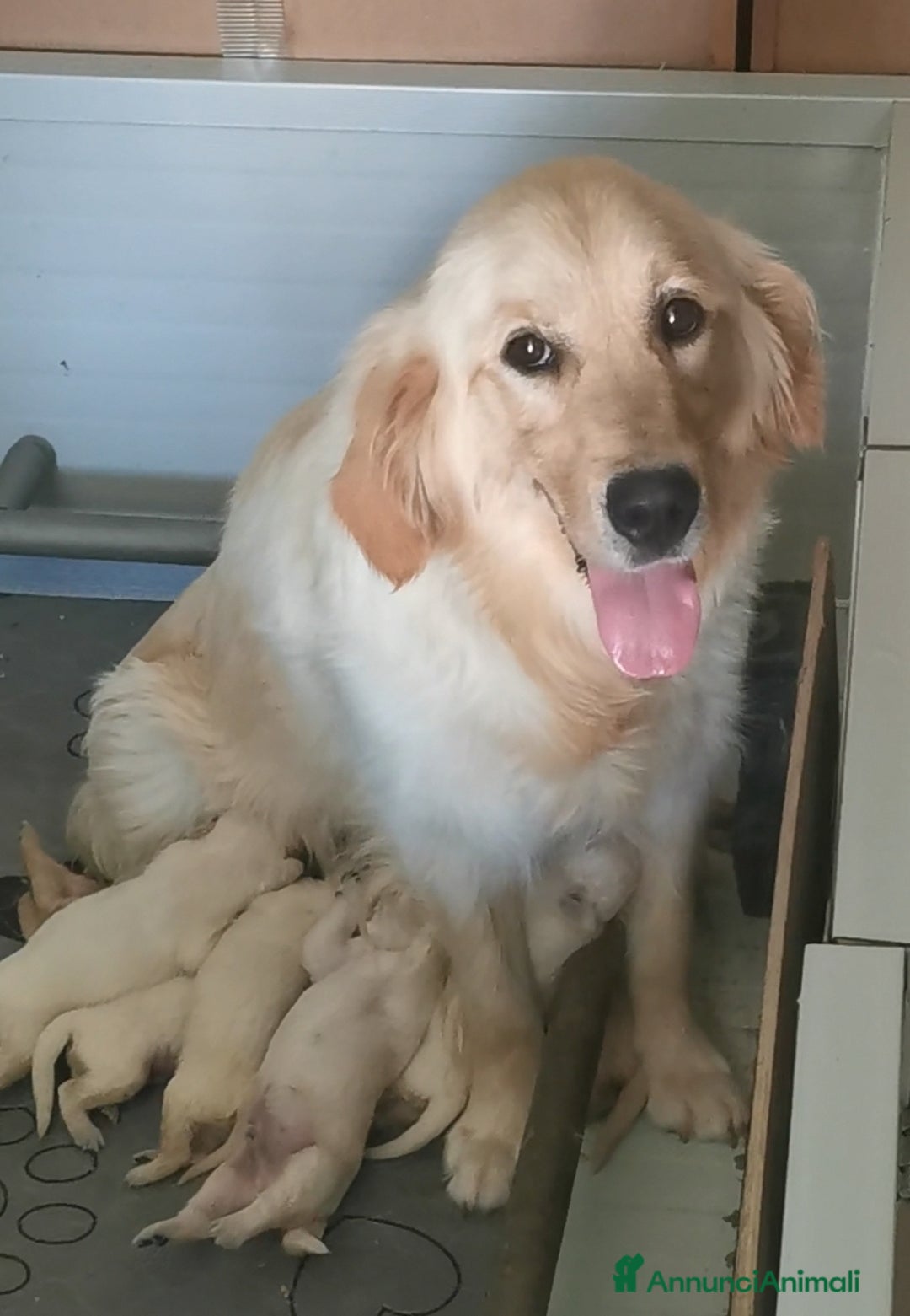 Golden Retriever cani in vendita: Cuccioli di golden retriever linea inglese  a Provincia di Mantova - Immagine 2