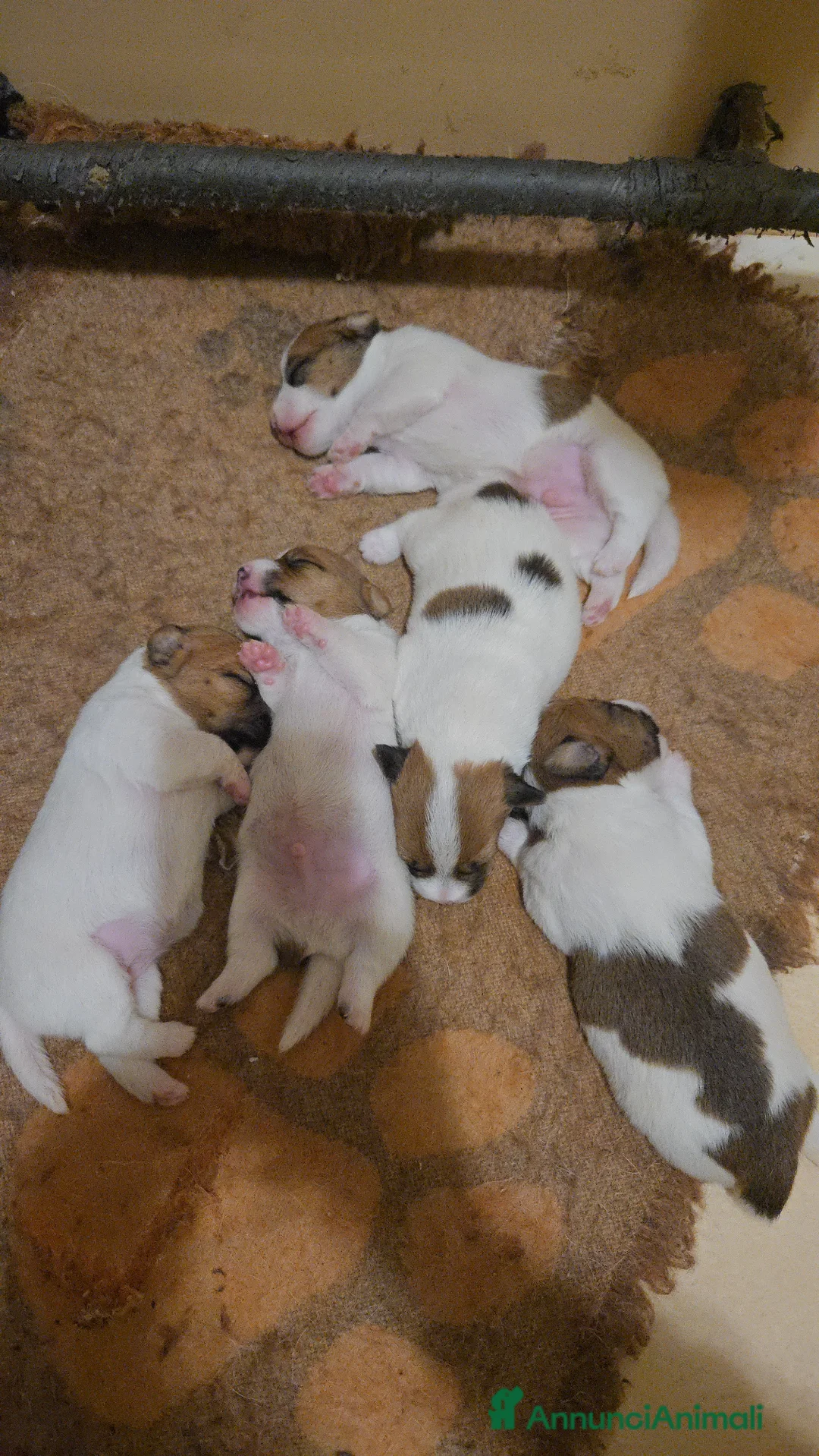 Jack Russell cani in vendita: Cuccioli Jack russell terrier  - Annuncio 1