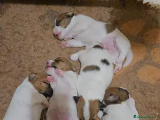 Jack Russell cani in vendita: Cuccioli Jack russell terrier - Annuncio 1
