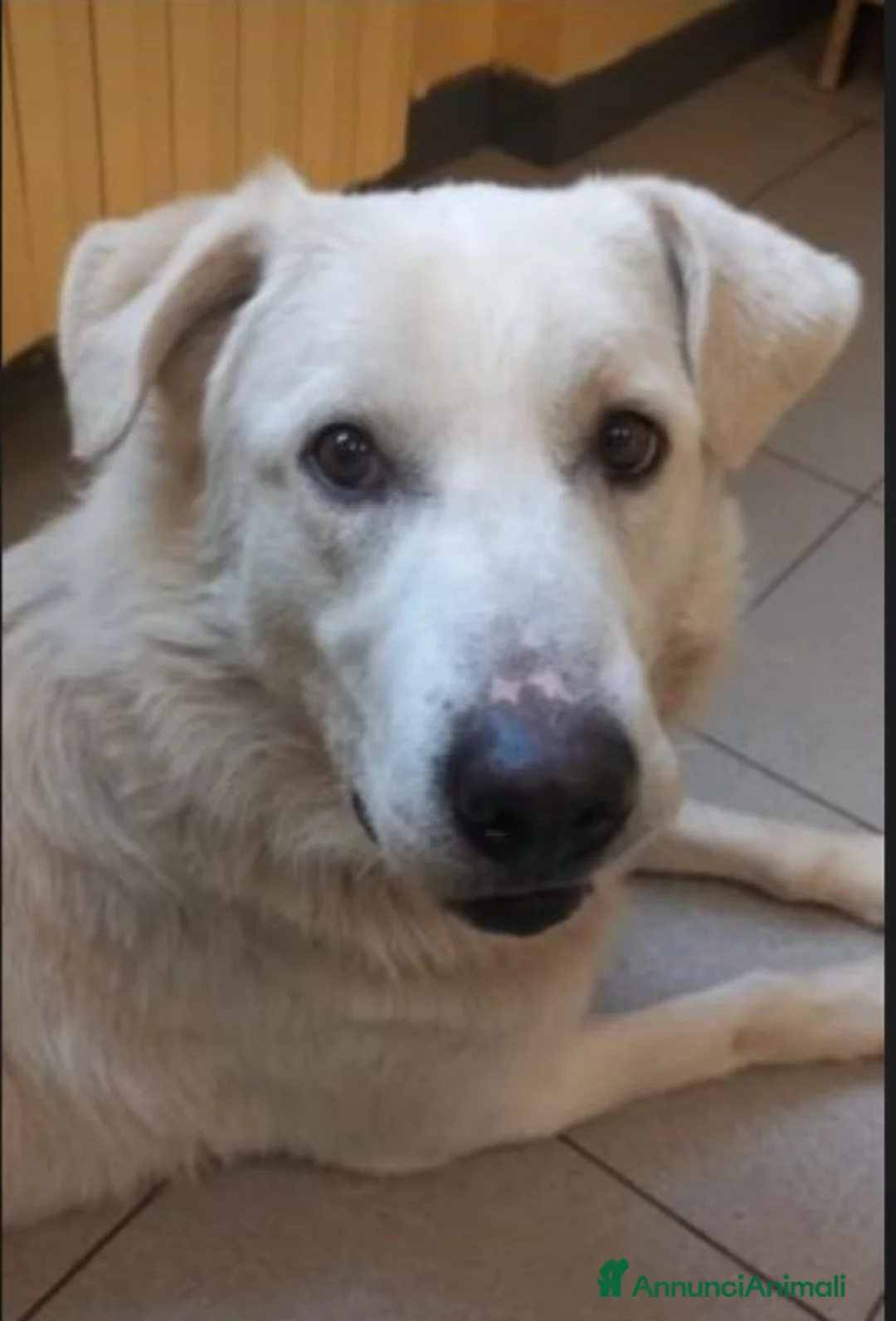 Meticcio cani in regalo: Quasi 4anni mix Labrador salito nel 2024.BRESCIA - Annuncio 3