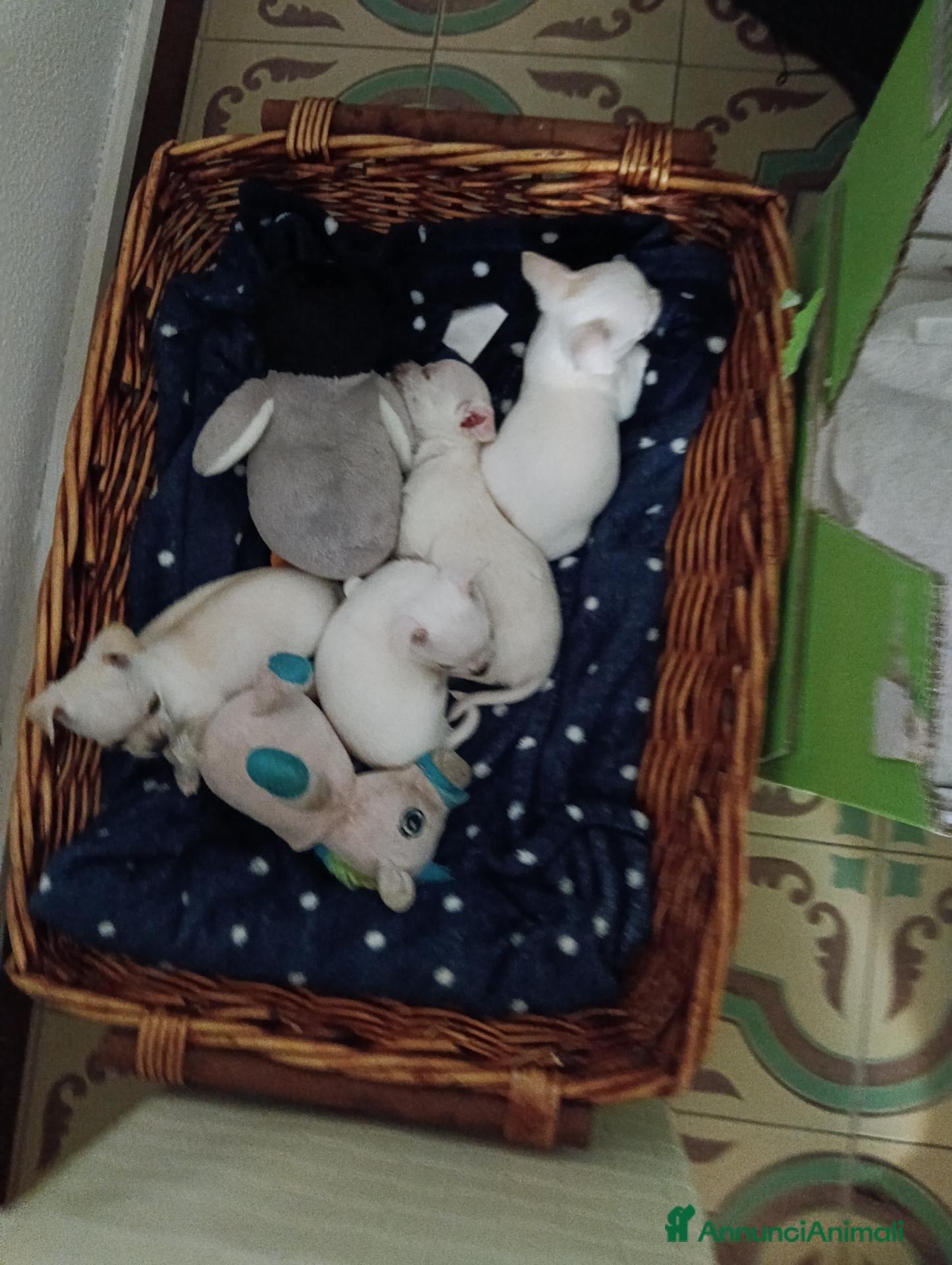Chihuahua cani Vendo a Formia LT bellissimi cuccioli di chihuahua - Annuncio 3