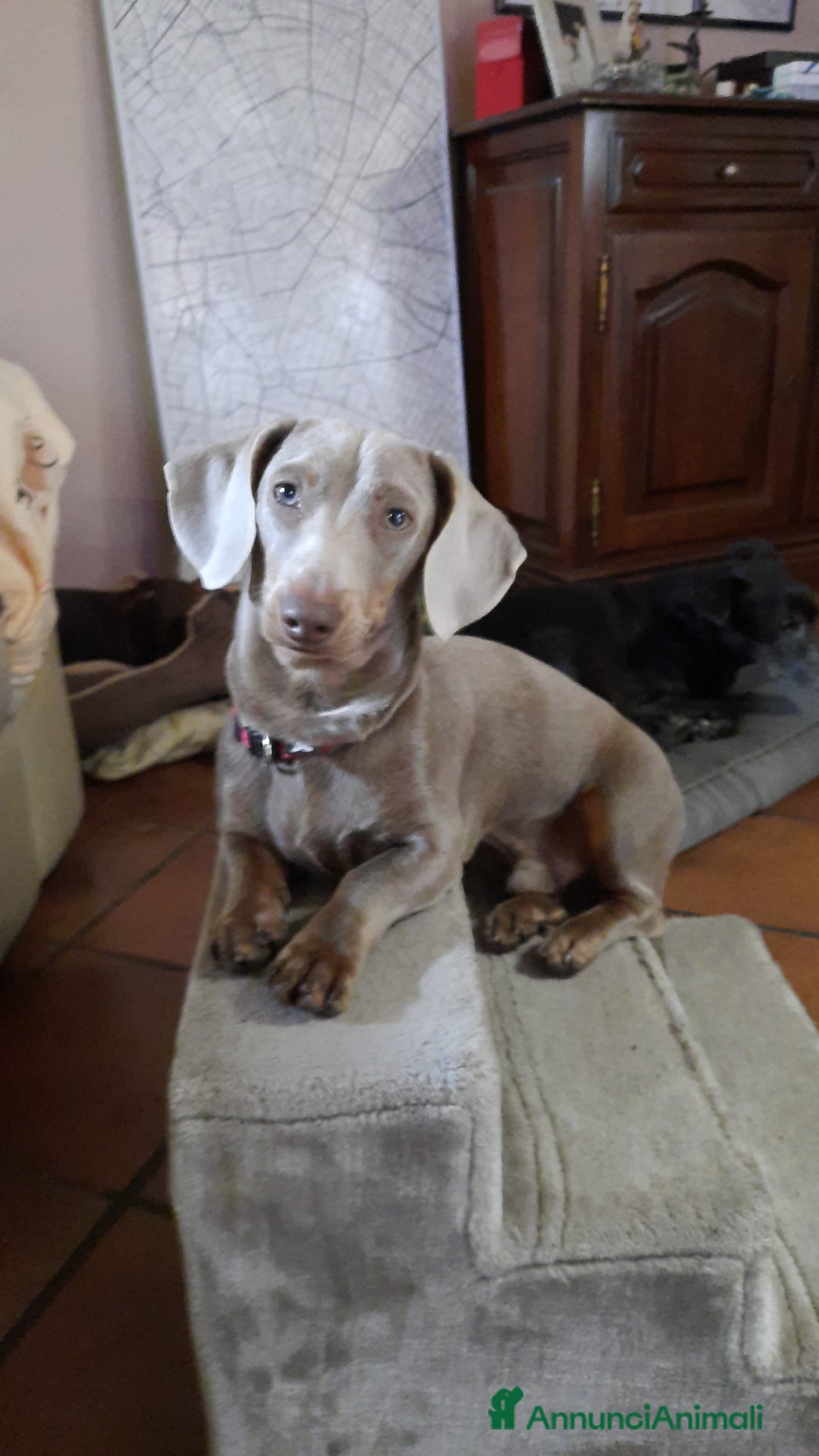 Bassotto cani per accoppiamento: Fergus e Dante cercano fidanzata 🌸 a Provincia di Pavia - Immagine 2
