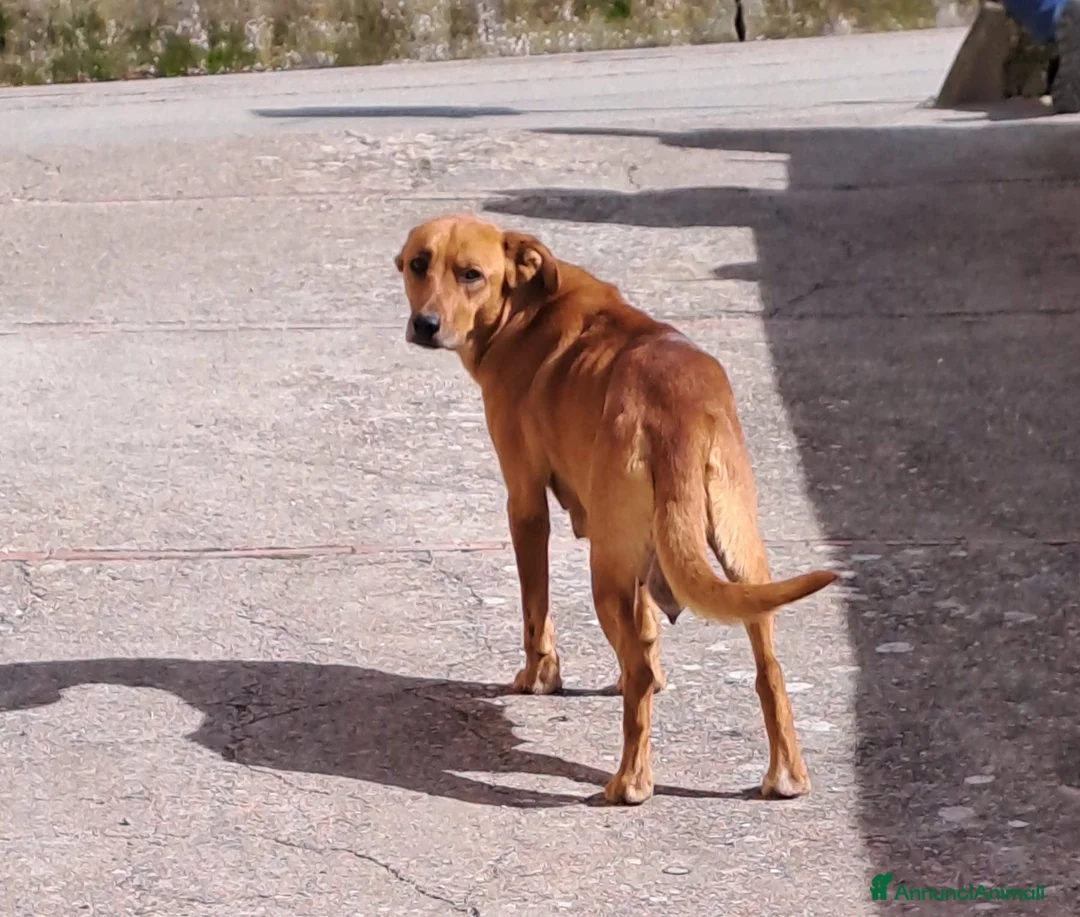 Meticcio cani in regalo: Sugar - Annuncio 2