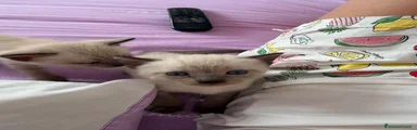 Siamese 2
