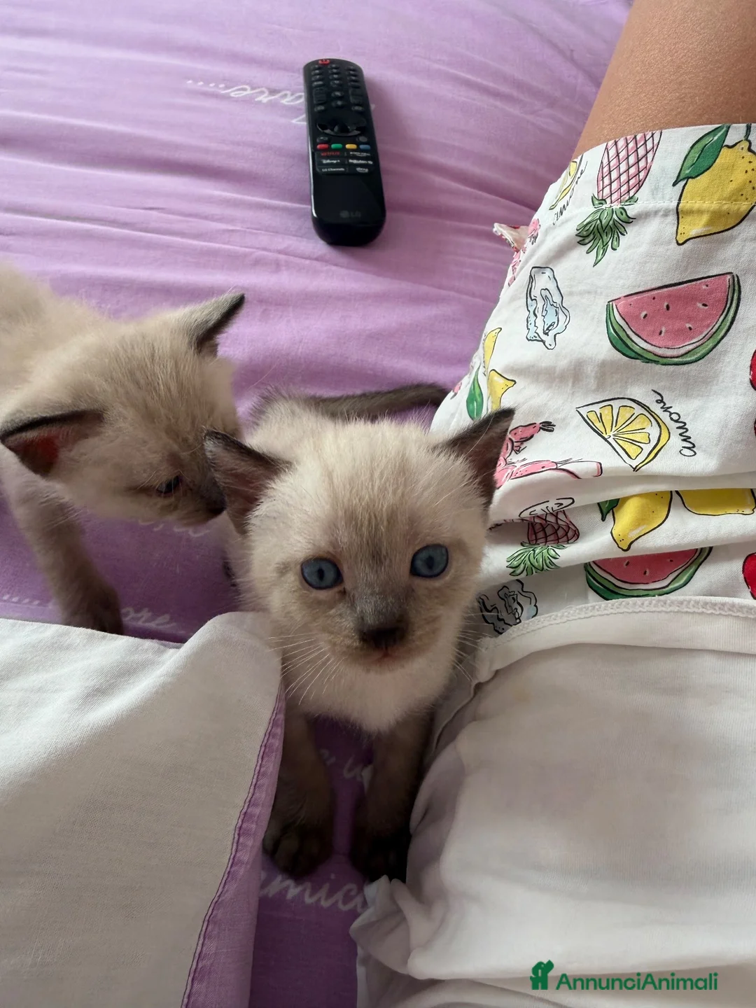 Siamese gatti in vendita: Meravigliosi Cuccioli Siamesi (maschio e femmina) - Annuncio 2