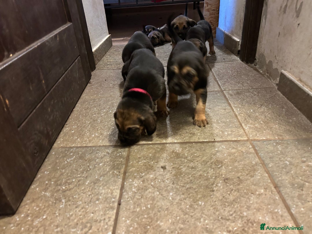 Bloodhound cani in vendita: Cuccioli Bloodhound-Chien de St. Hubert - Annuncio 3