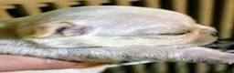 Chihuahua cani in vendita: Chihuahua con genealogia multi campioni ENCI  - Annuncio 8