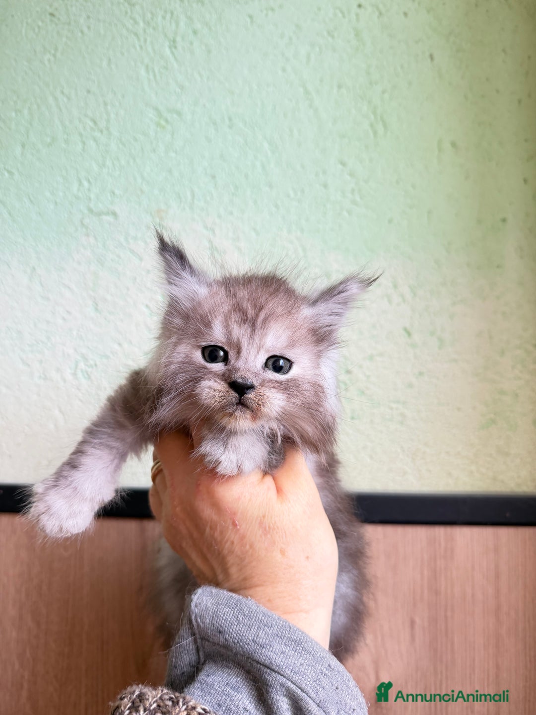 Maine Coon gatti in vendita: Maine Coon  - Annuncio 2