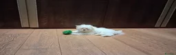 Maltese cani in vendita: Maltese MiniToy  - Annuncio 4