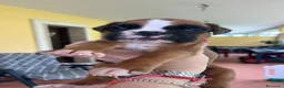 Boxer cani in vendita: 5 maschi fulvi - Annuncio 3