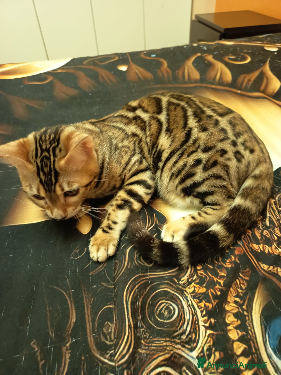 Bengala gatti in vendita: Bellissima feminuccia Bengala  - Annuncio 9