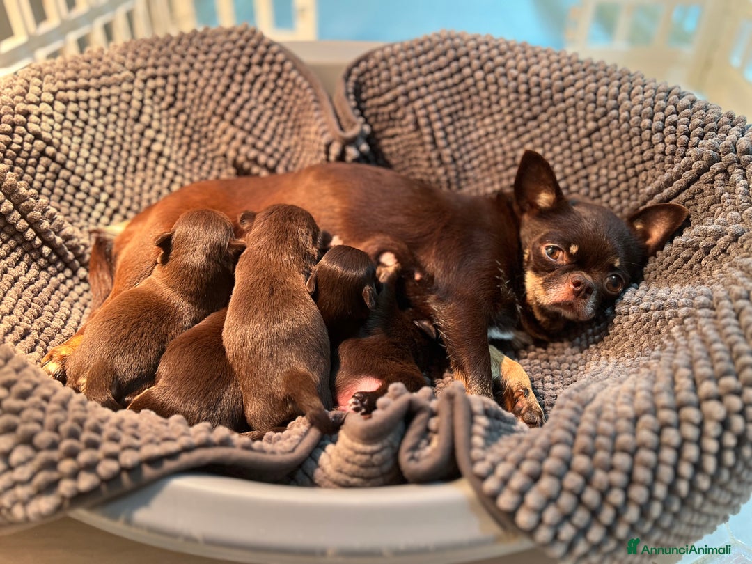 Chihuahua cani in vendita: Cuccioli di Chihuahua linea russa pedigree Enci  - Annuncio 10