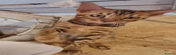Bengala gatti in vendita: Cuccioli brown tre mesi a Provincia di Modena - Annuncio 3