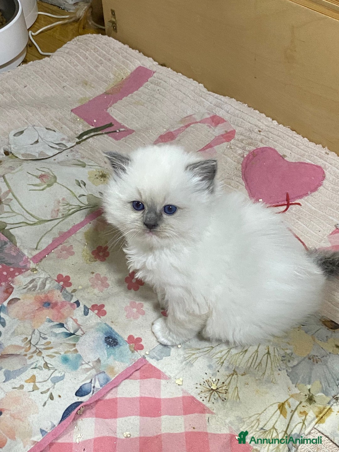 Ragdoll gatti in vendita: Dolcissimi Cuccioli Ragdoll  - Annuncio 3