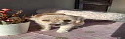 Meticcio cani in regalo: Cucciola meravigliosa  - Annuncio 4