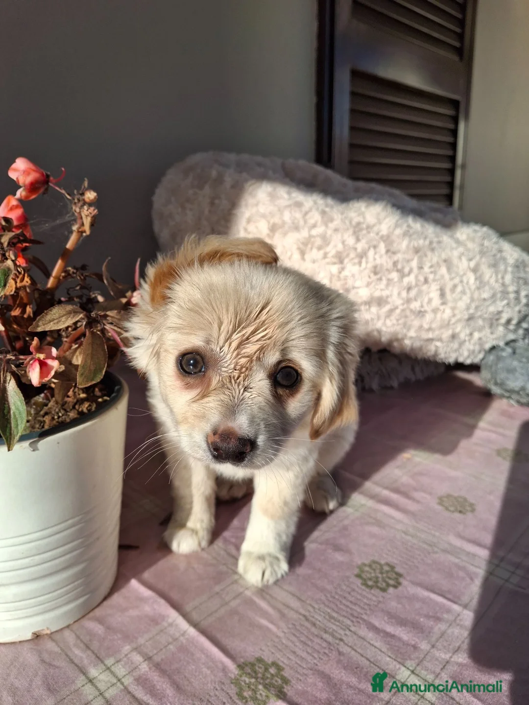 Meticcio cani in regalo: Cucciola meravigliosa  - Annuncio 4