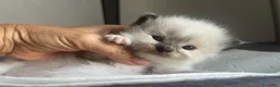 Ragdoll gatti in vendita: Straordinari cuccioli ragdoll a Provincia di Monza e della Brianza - Annuncio 3