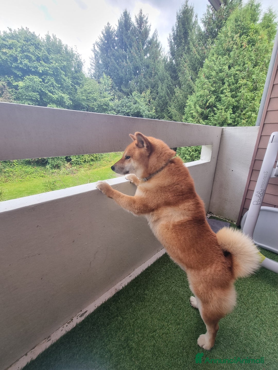 Shiba Inu cani per accoppiamento: Bonzai cerca la sua femminuccia  - Annuncio 2