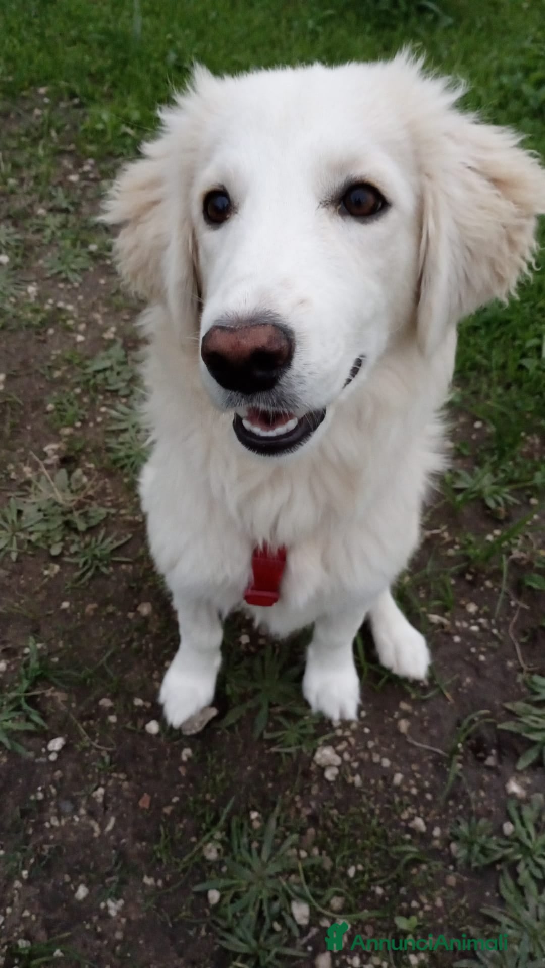 Meticcio cani in regalo: TOBY  - Annuncio 6