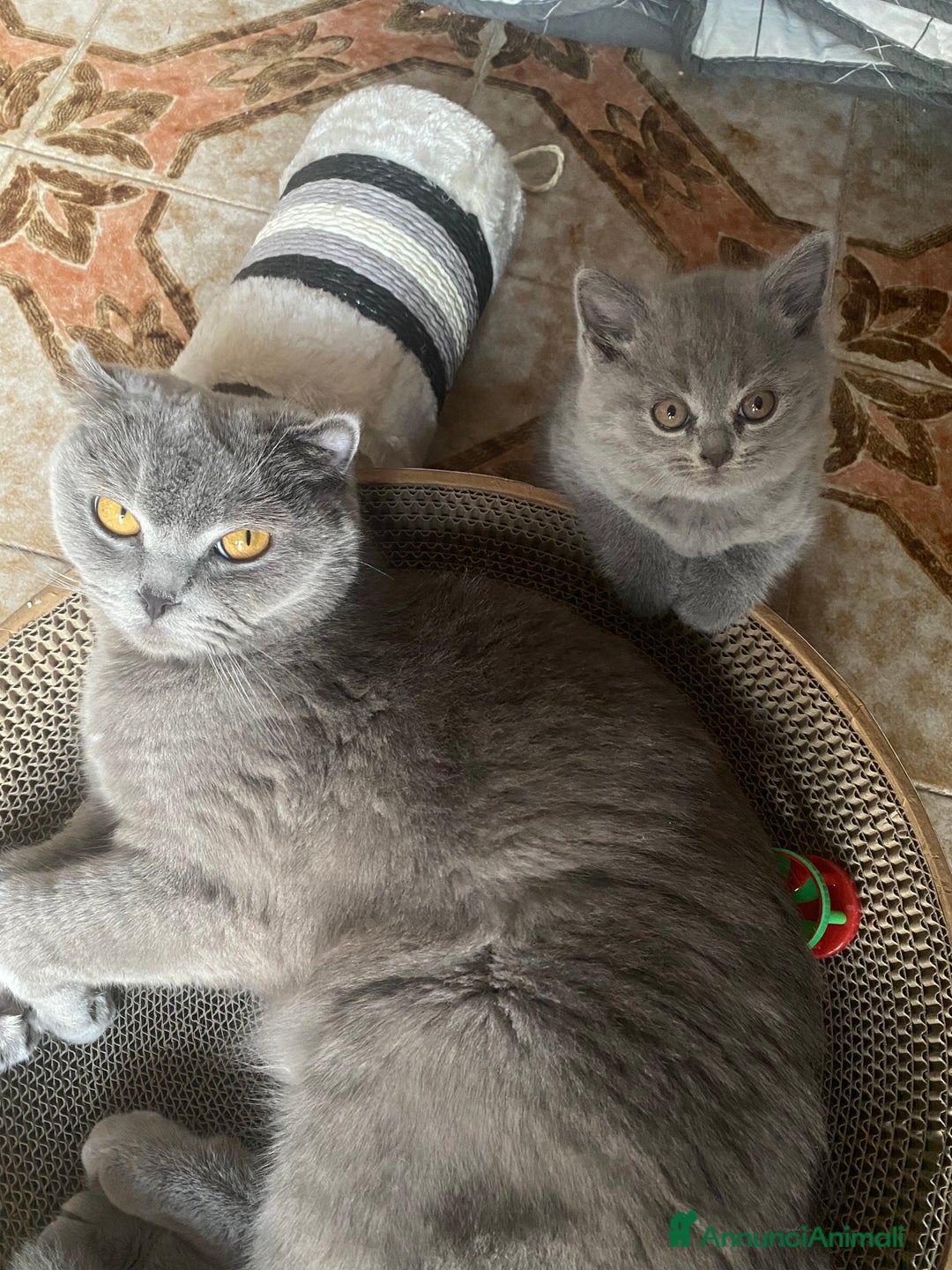 Scottish gatti in vendita: Cuccioli scottish a Città Metropolitana di Torino - Immagine 8