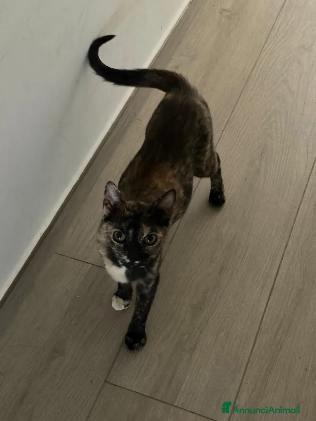 Meticcio gatti in regalo: Squit e mamy  - Annuncio 6